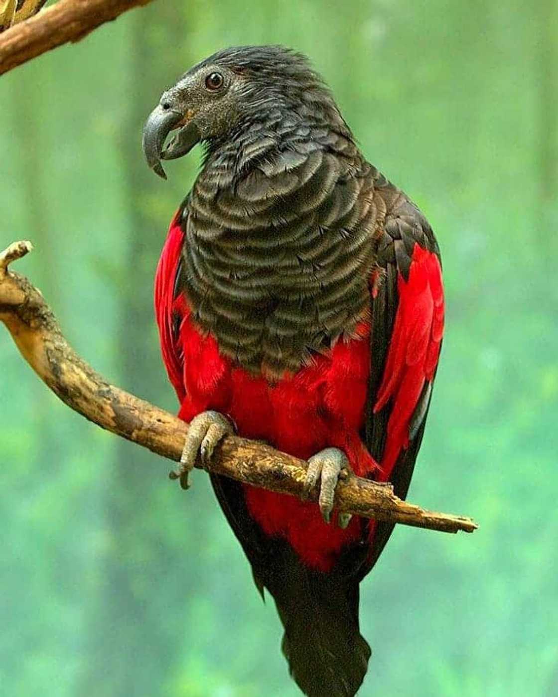 Dracula parrot for sale