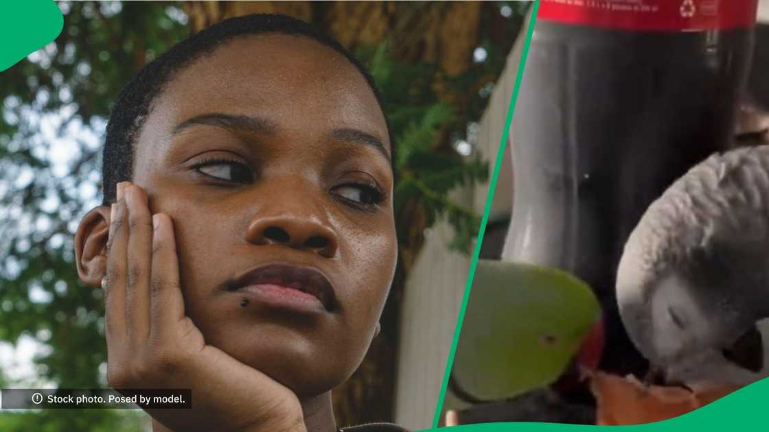 Woman's parrots get her money Woman's parrots get her money