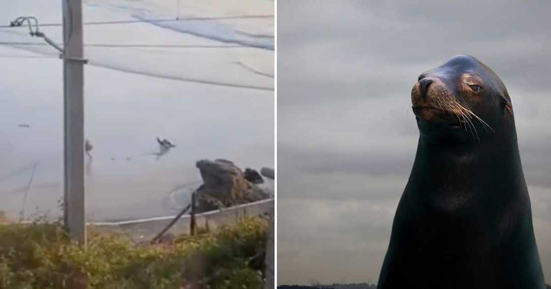 A woman escaped an attack from a seal. A woman escaped an attack from a seal.