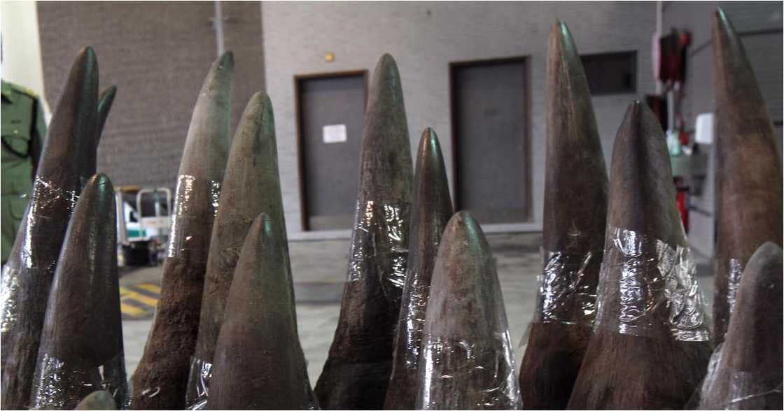 SARS Intercepts R53 Million Worth of Rhino Horn Bound for Malaysia