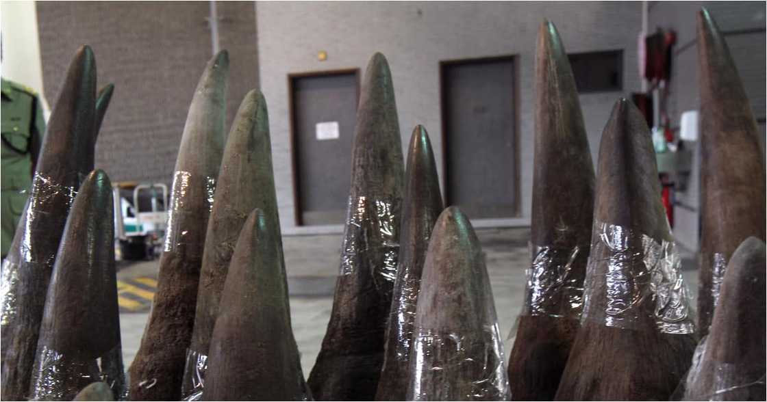SARS Intercepts R53 Million Worth of Rhino Horn Bound for Malaysia SARS Intercepts R53 Million Worth of Rhino Horn Bound for Malaysia