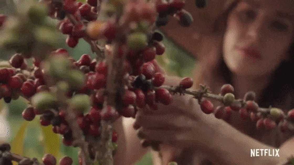 The Scent of Passion Teasers The Scent of Passion Teasers