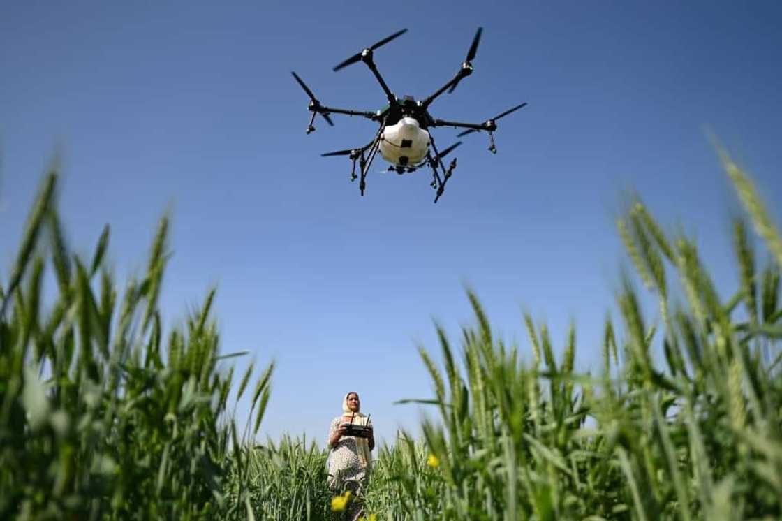 Sharmila Yadav, a remote pilot trained under the "Drone Sister" programme, operates a drone spraying liquid fertiliser over a farm in Pataudi, India