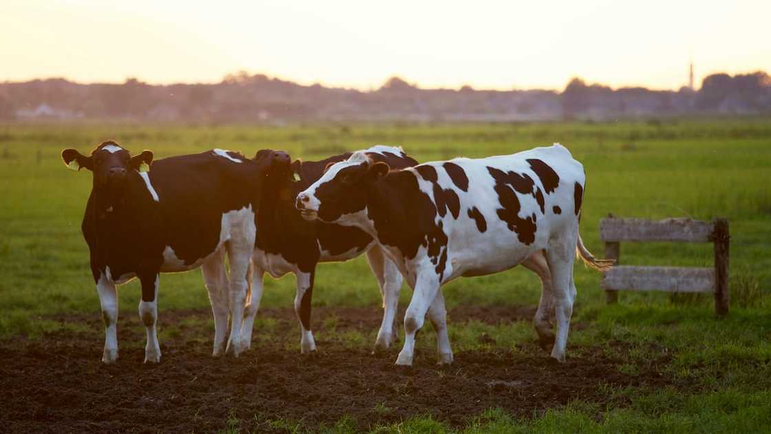 Top agricultural colleges in South Africa Top agricultural colleges in South Africa