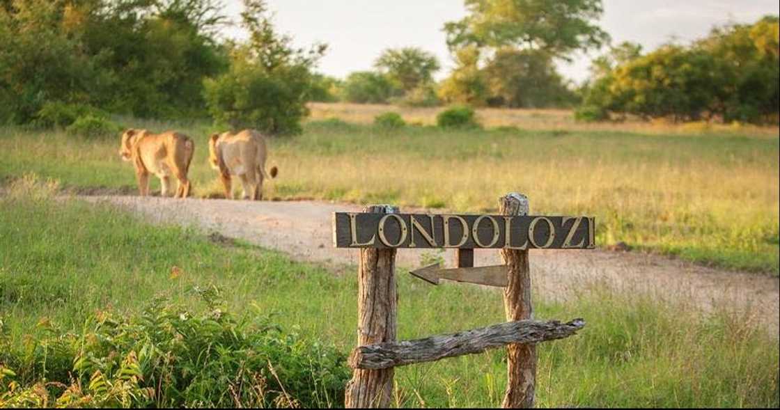Kruger National Park is beloved by many in South Africa