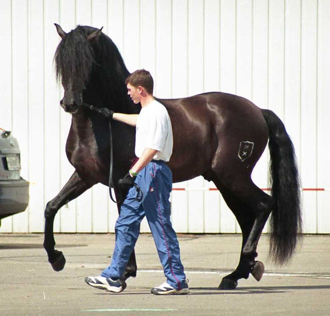 What is the most expensive horse in the world 2021? What is the most expensive horse in the world 2021?