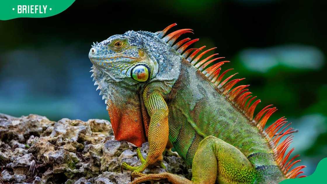 An iguana on a rock An iguana on a rock