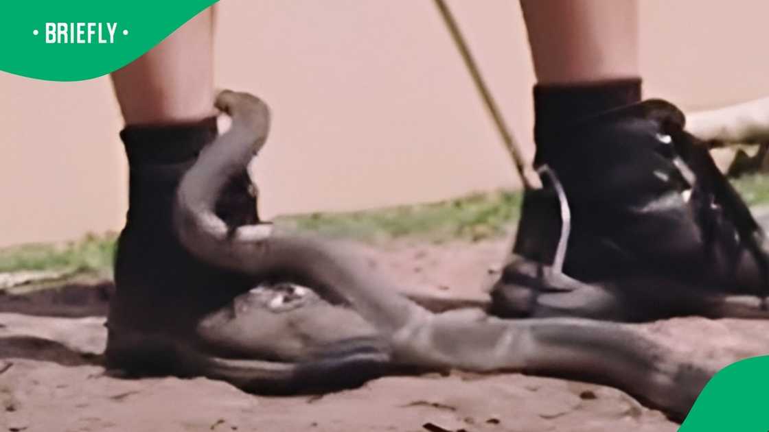 Cobra bites woman in video and she dies