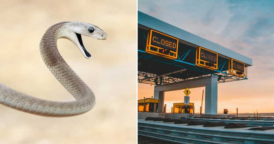 Jason Arnold told the tale of getting stuck with a black mamba. Jason Arnold told the tale of getting stuck with a black mamba.