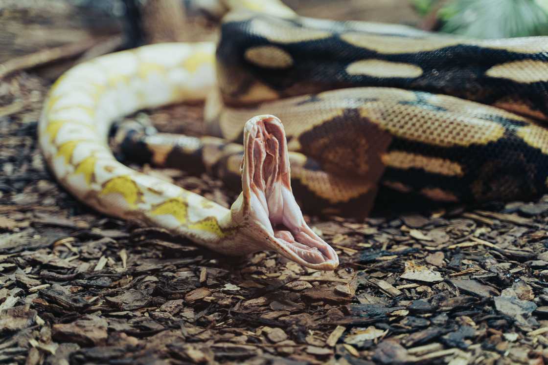 Python teeth are curved backwards for maximum bite power Python teeth are curved backwards for maximum bite power
