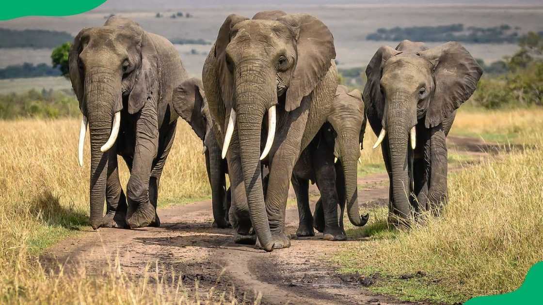 Big Five animals South Africa pictures Big Five animals South Africa pictures