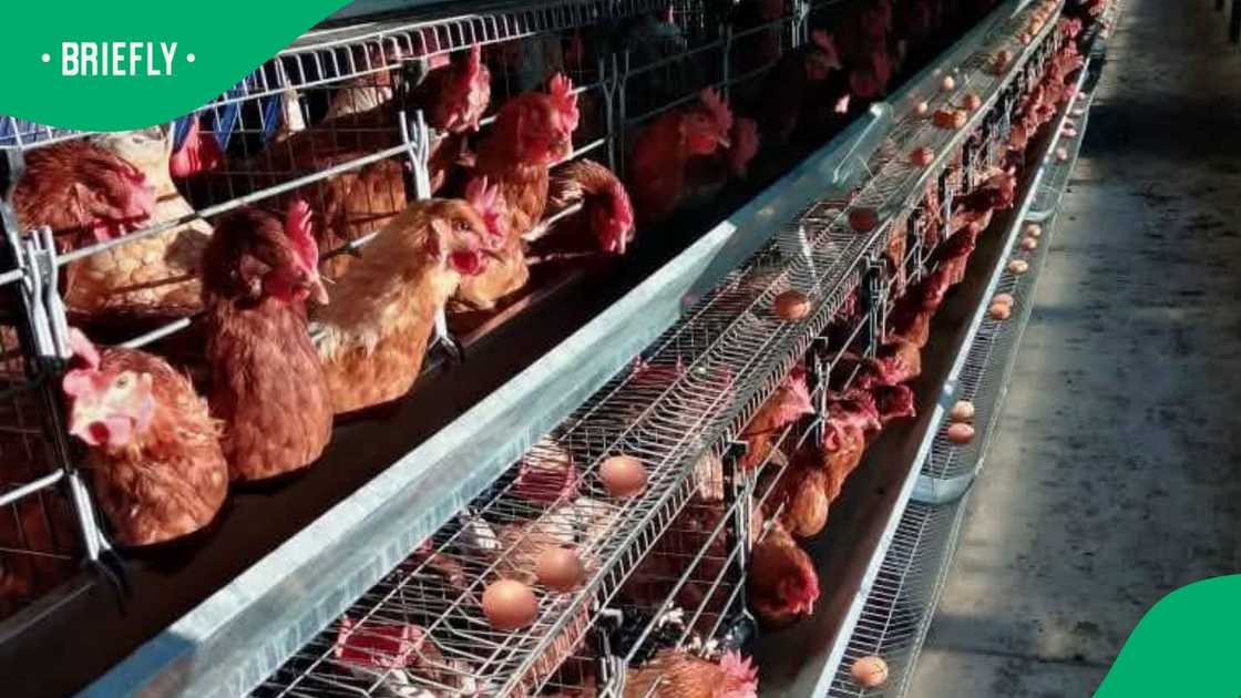 Dineo Mokgoshi's chickens Dineo Mokgoshi's chickens