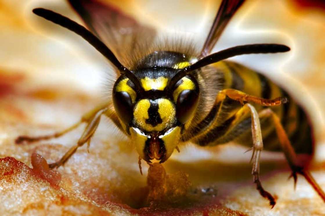 Yellowjacket Yellowjacket