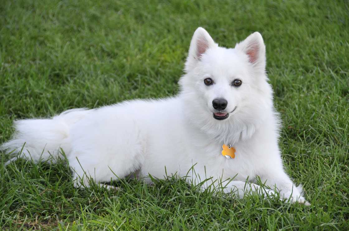 American Eskimo Dog resting on grass. American Eskimo Dog resting on grass.