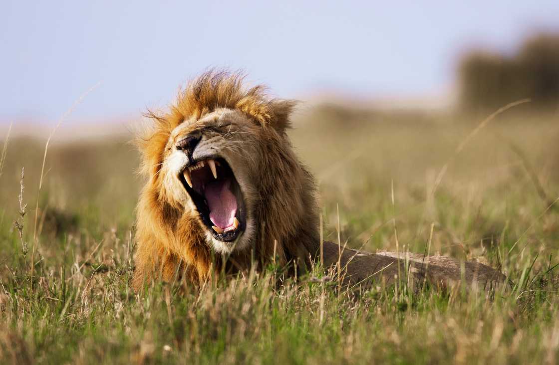 AI lion in supermarket tricks South Africa AI lion in supermarket tricks South Africa