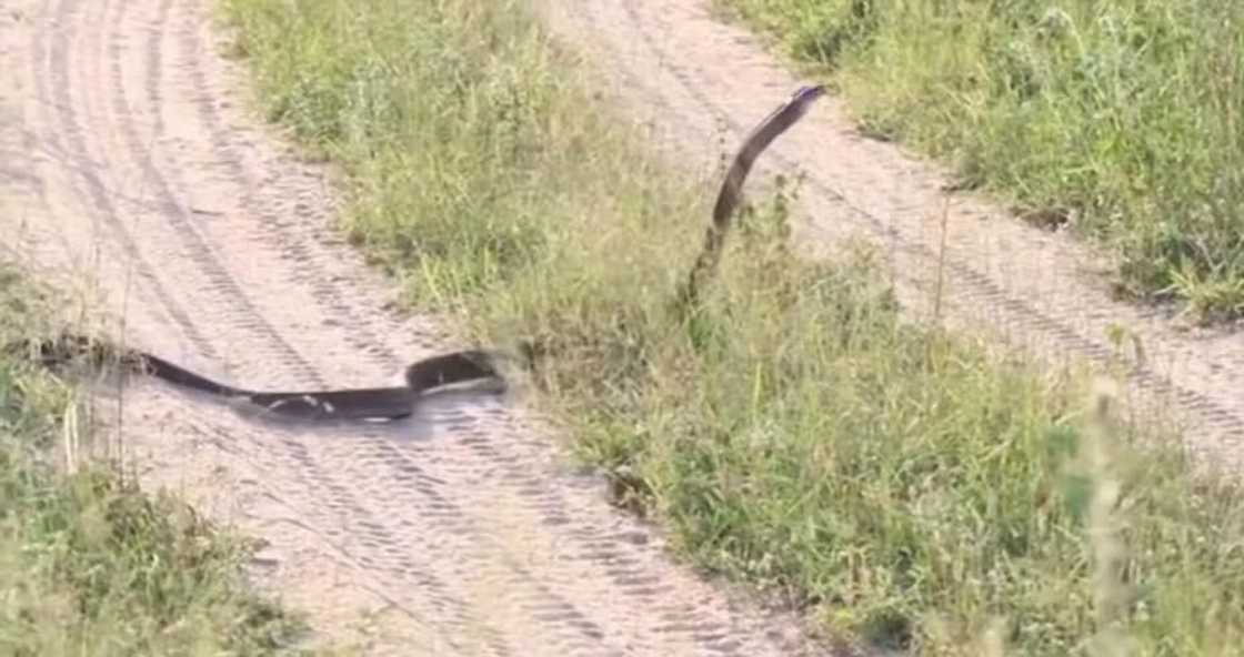 A massive snake standing and walking on a farm shocked South Africans.
