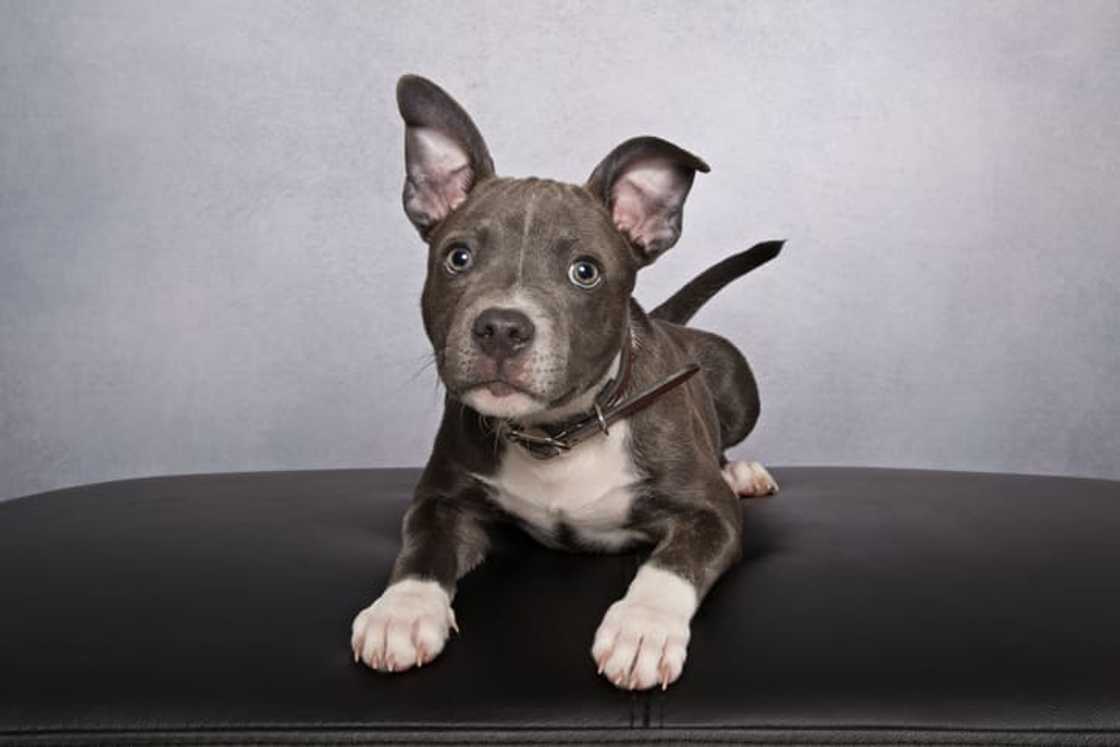 banned dog breeds banned dog breeds