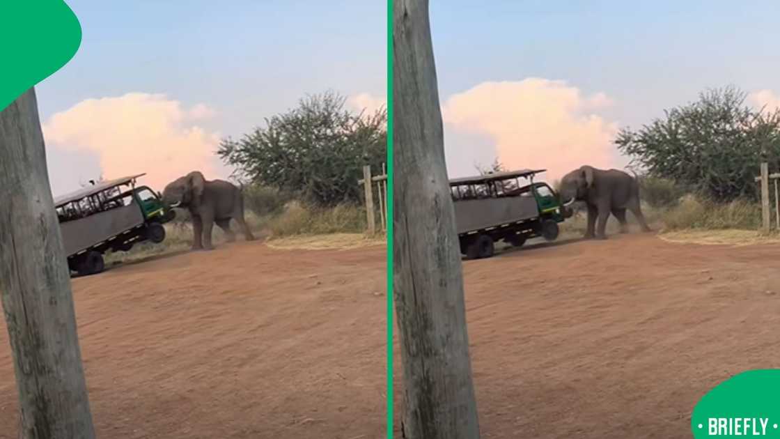 The image on the right captured a tense moment at a safari