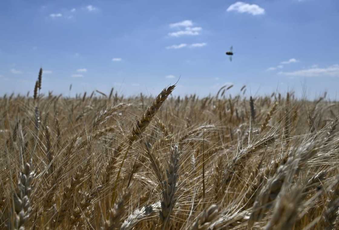 Between the lack of fuel to run his combine harvester and the risk of being bombed, the chances seem remote Between the lack of fuel to run his combine harvester and the risk of being bombed, the chances seem remote