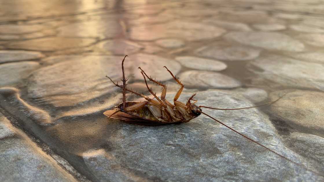 A cockroach lying on its back.