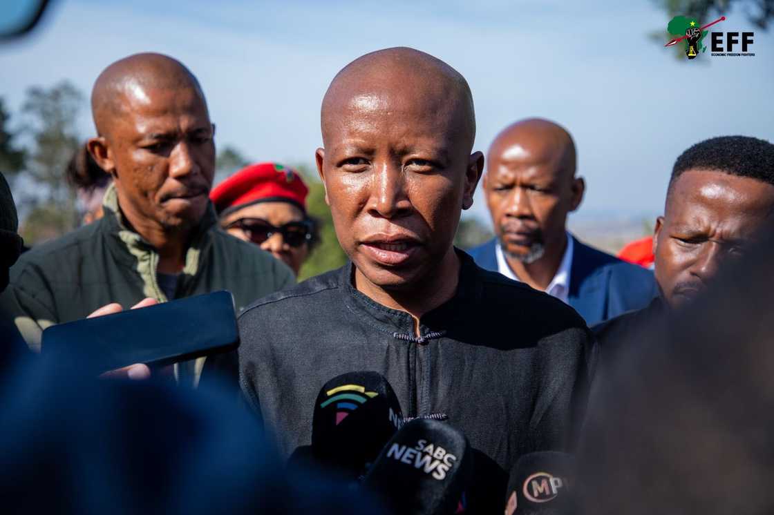 Julius Malema said the Afrikaners who left for the United States were actors Julius Malema said the Afrikaners who left for the United States were actors