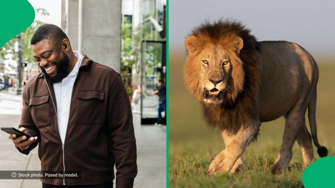 A man's terrifying encounter with a lion left SA amused. A man's terrifying encounter with a lion left SA amused.