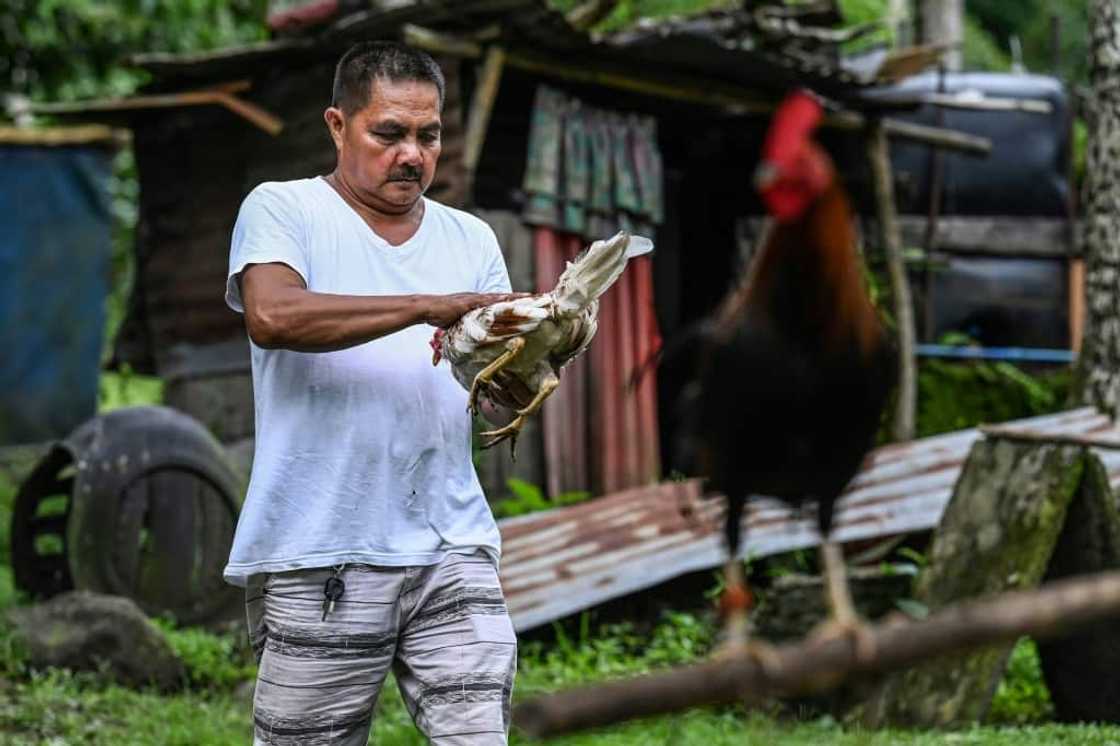 Fighting roosters are ubiquitous across the country and are prized possessions -- despite their loud crowing at all hours Fighting roosters are ubiquitous across the country and are prized possessions -- despite their loud crowing at all hours