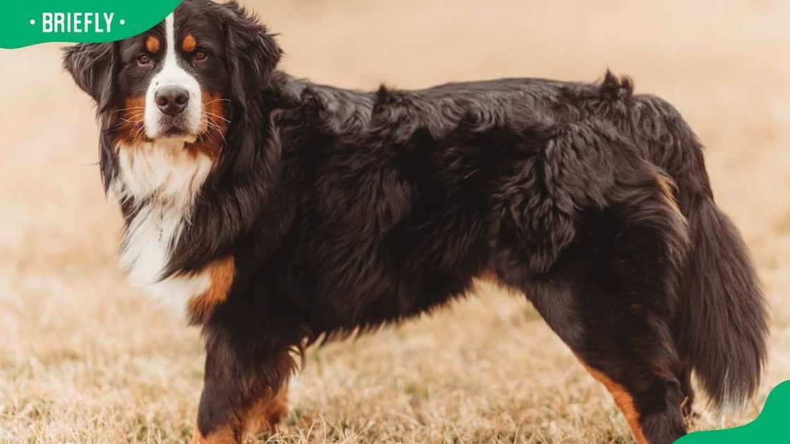 Bernese Mountain Dog breed