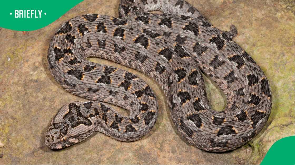 Berg adder