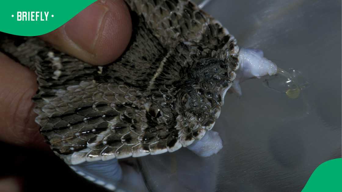 A Mossel Bay homeowner was left unsettled after a snake catcher caught puff adder A Mossel Bay homeowner was left unsettled after a snake catcher caught puff adder