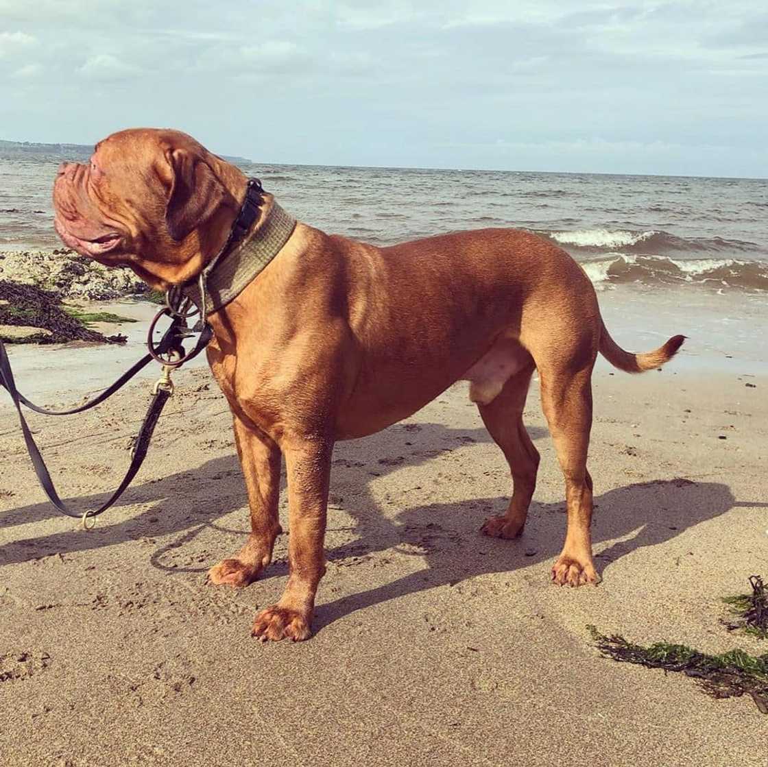 Popular big dog breeds for families Popular big dog breeds for families