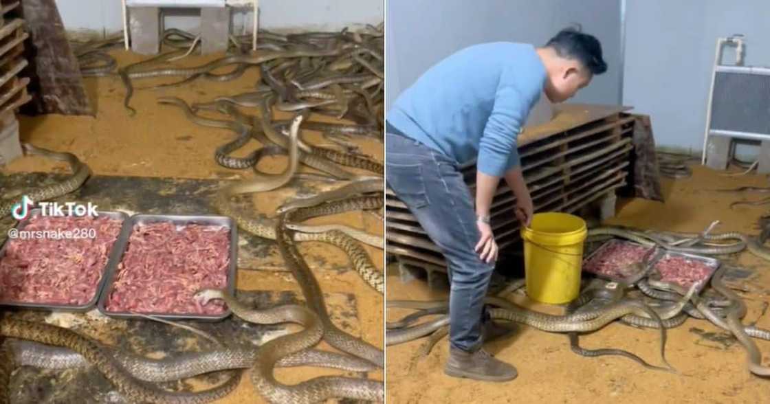 Snakes go viral Snakes go viral