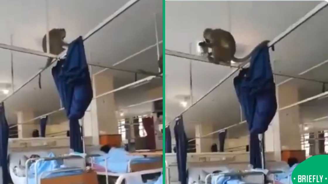 Monkey hospital