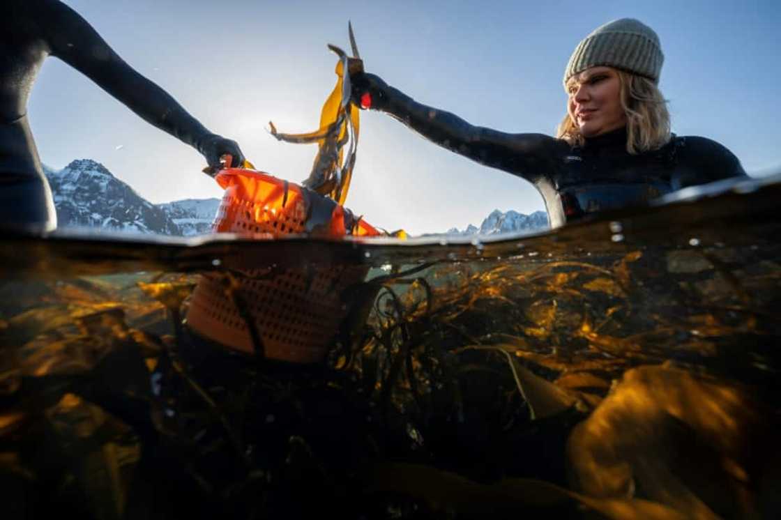 Lofoten Seaweed co-founder Angelita Eriksen picks kelp from the icy Norwegian waters Lofoten Seaweed co-founder Angelita Eriksen picks kelp from the icy Norwegian waters
