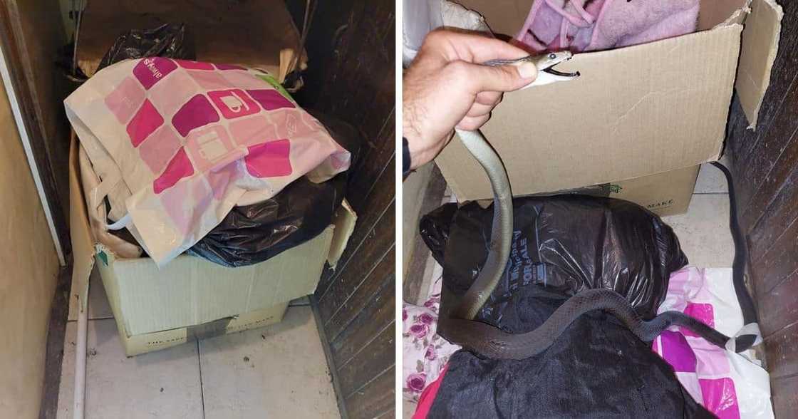 Snake catcher, snake rescuer, black mamba, large snake, Nick Evans, Westville, Durban, KZN, trending posts, viral news Snake catcher, snake rescuer, black mamba, large snake, Nick Evans, Westville, Durban, KZN, trending posts, viral news