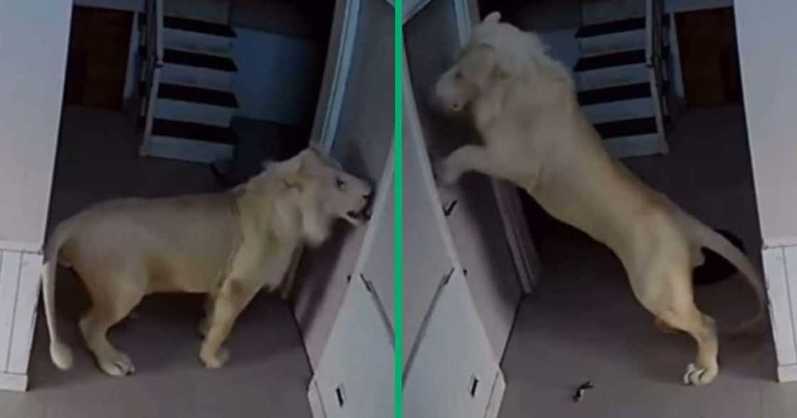 TikTok video of lion inside someone's home