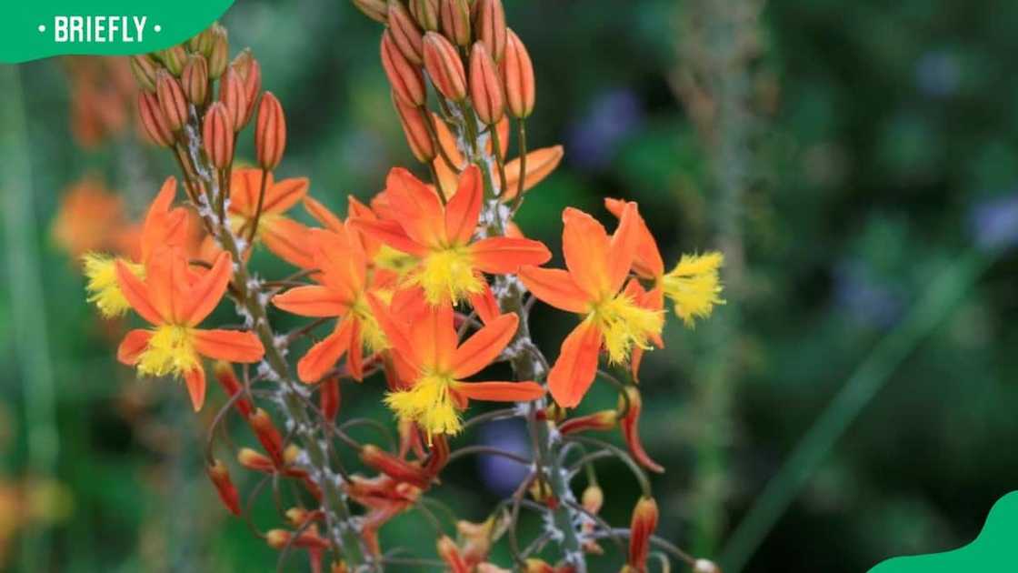 South African flowers pictures and names South African flowers pictures and names