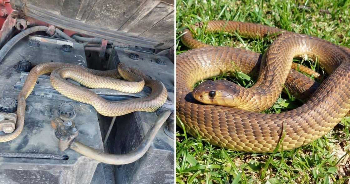 Mechanic, Snouted Cobra, Truck, Nick Evans, Durban Mechanic, Snouted Cobra, Truck, Nick Evans, Durban