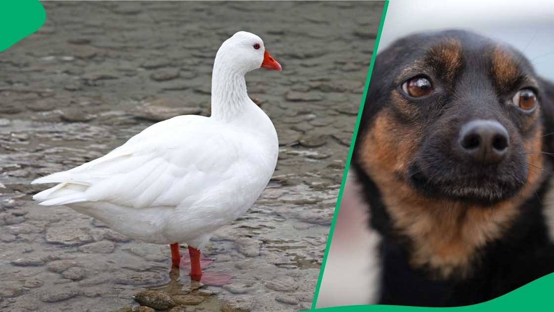 Netizens captivated by viral clip of goose and dog besties walking down street