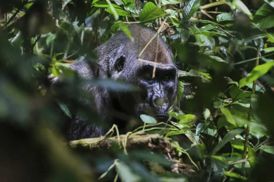 WWF runs ecotourism projects that encourage locals to protect animals and reduce conflict with humans WWF runs ecotourism projects that encourage locals to protect animals and reduce conflict with humans