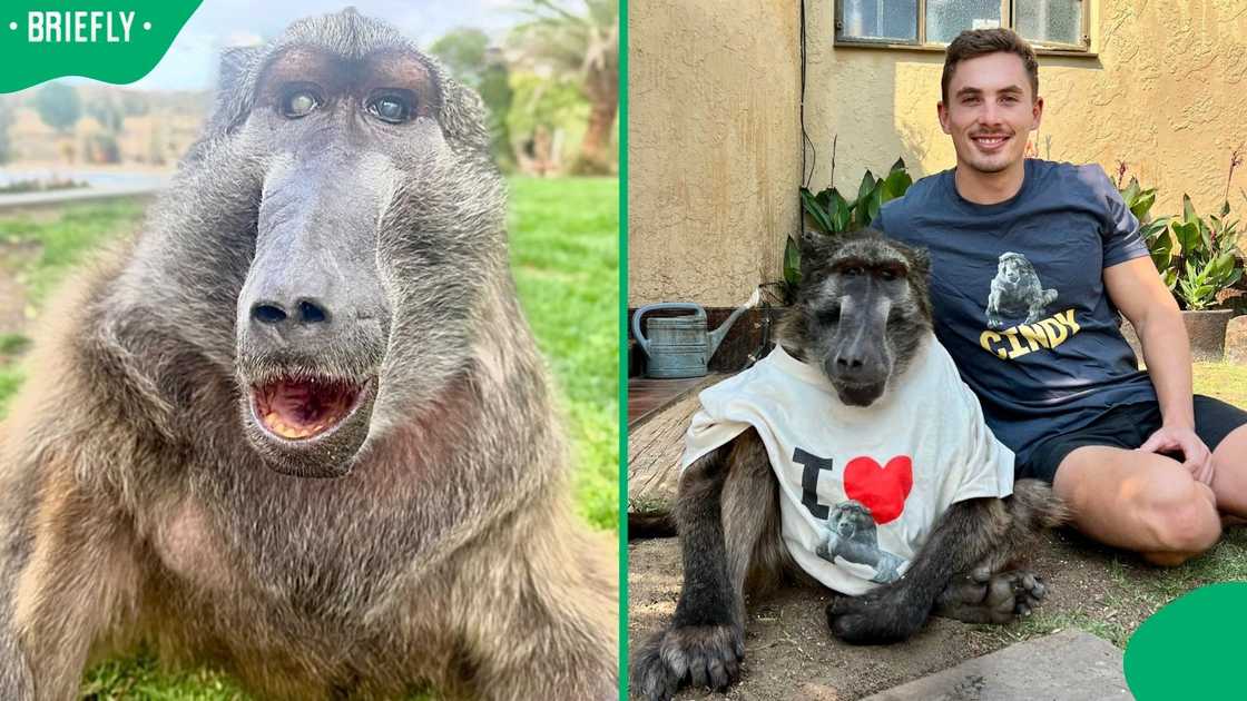 Cindy the Baboon with Ruben Lambrechts.