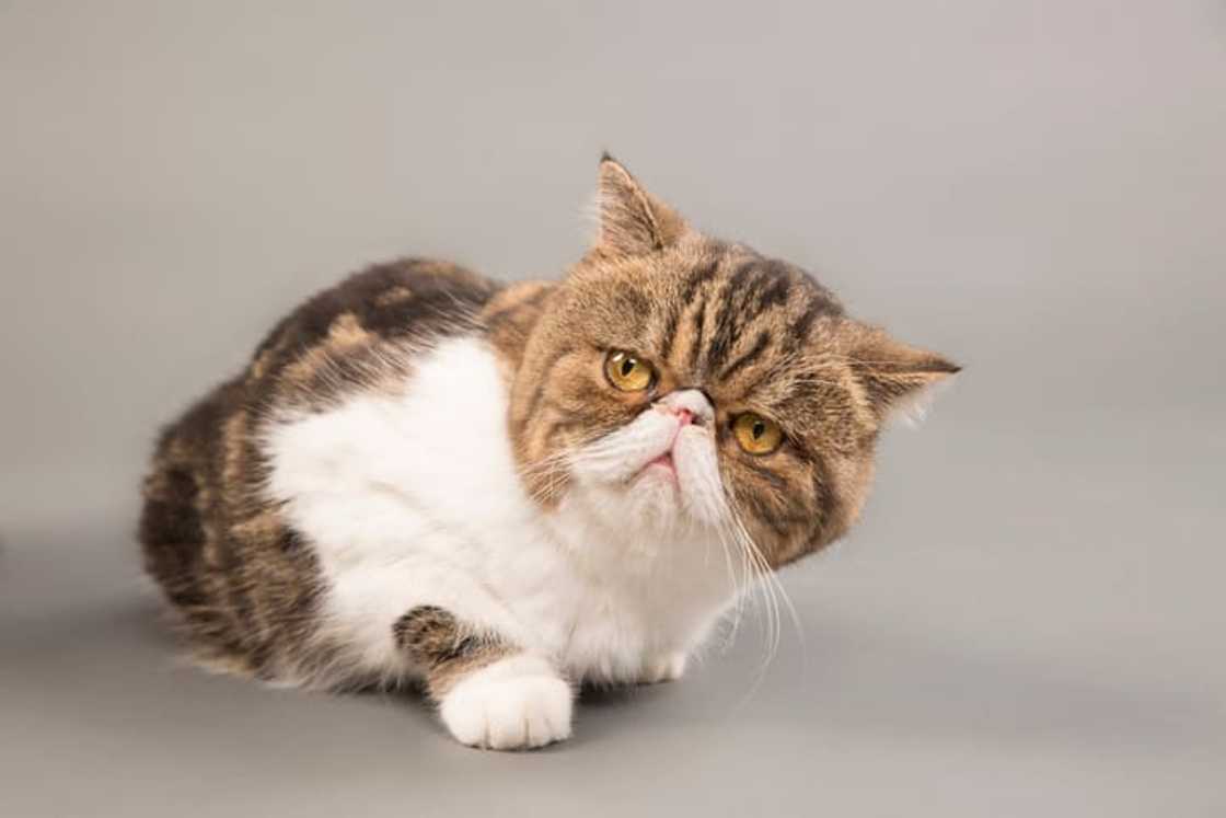 Close-up of exotic shorthair cat looking away while lying on a grey background Close-up of exotic shorthair cat looking away while lying on a grey background