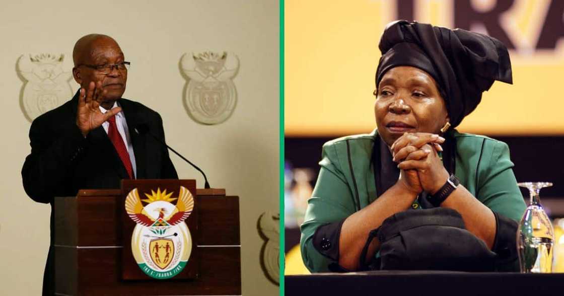 Nkosazana Dlamini Zuma will be representing the ANC to counter Jacob Zuma's MK party Nkosazana Dlamini Zuma will be representing the ANC to counter Jacob Zuma's MK party