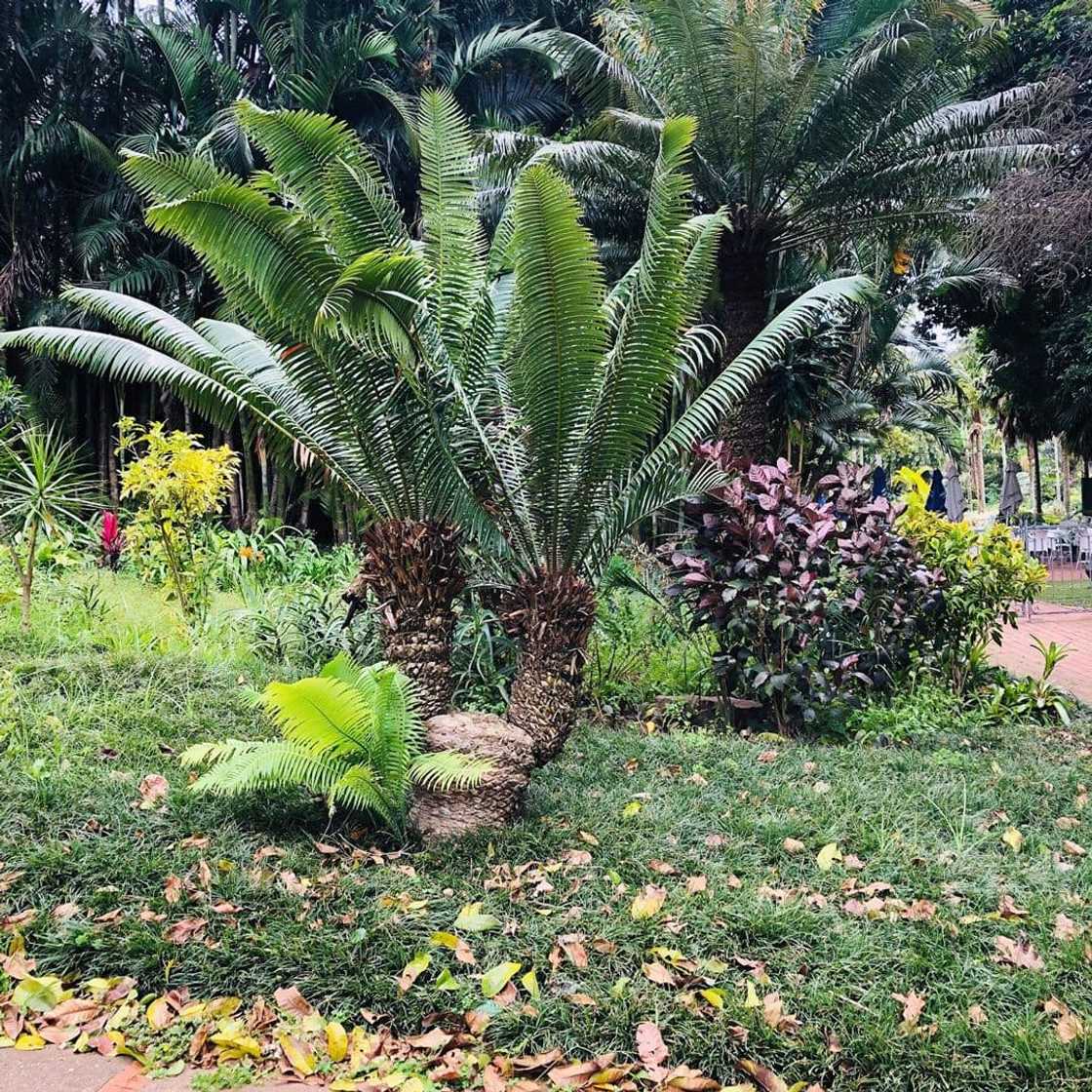 manicured lawns manicured lawns