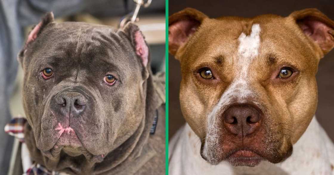 An expert gave tips on how to avoid getting mauled by a pit bull and how to survive an attack An expert gave tips on how to avoid getting mauled by a pit bull and how to survive an attack