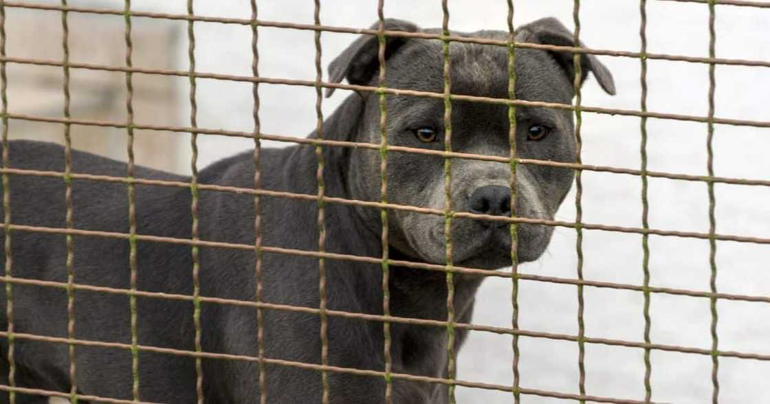 Pit bull Pit bull