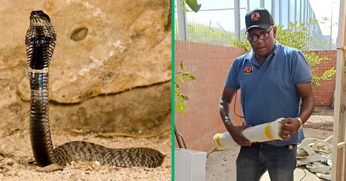 Snake catcher captures rinkhals. Snake catcher captures rinkhals.