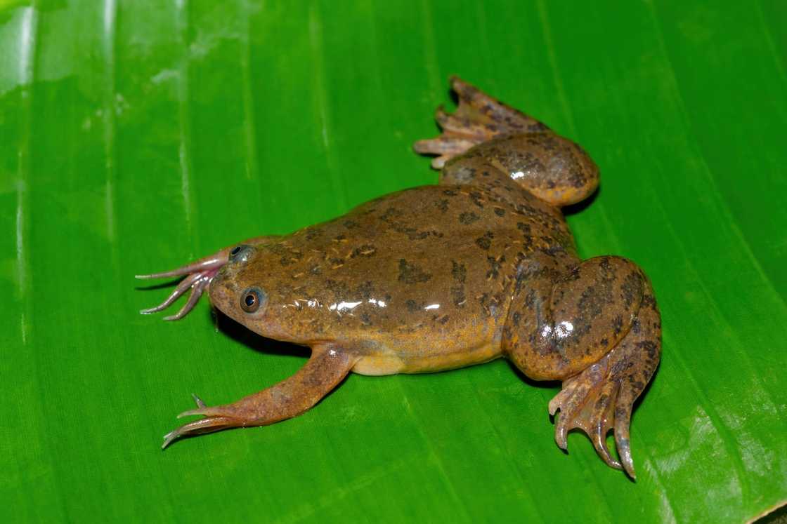 Animals that starts with x Animals that starts with x