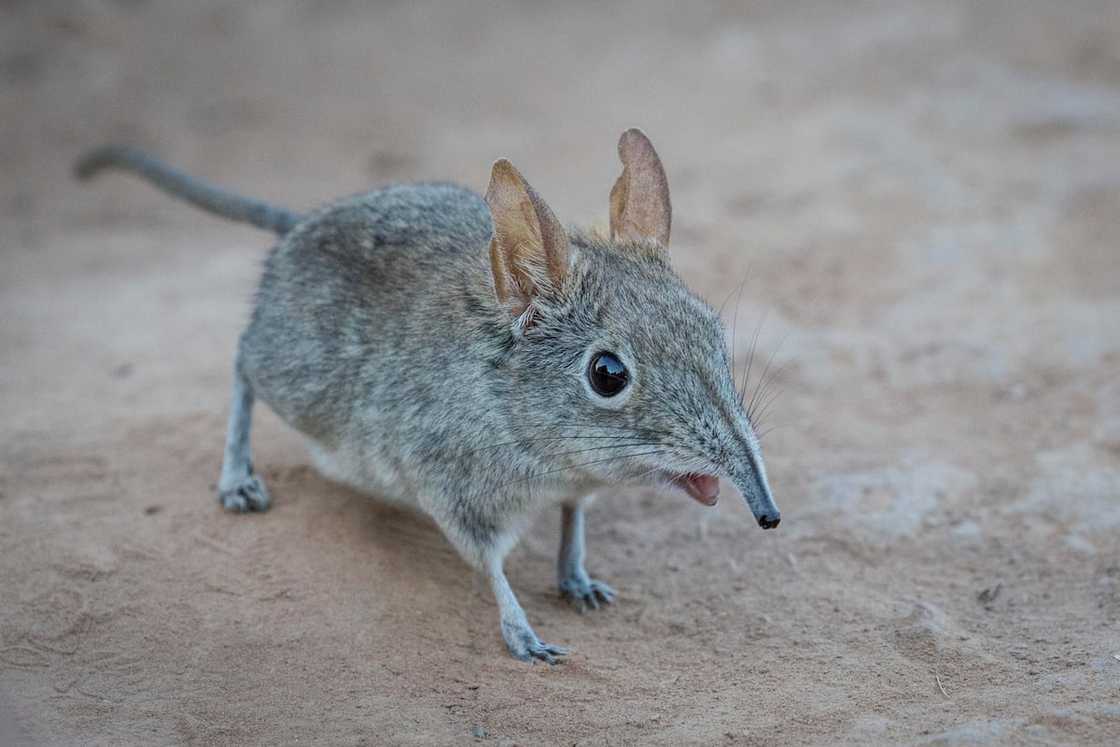 Eastern Rock Elephant Shrew in Kruger National Park, South Africa. Eastern Rock Elephant Shrew in Kruger National Park, South Africa.