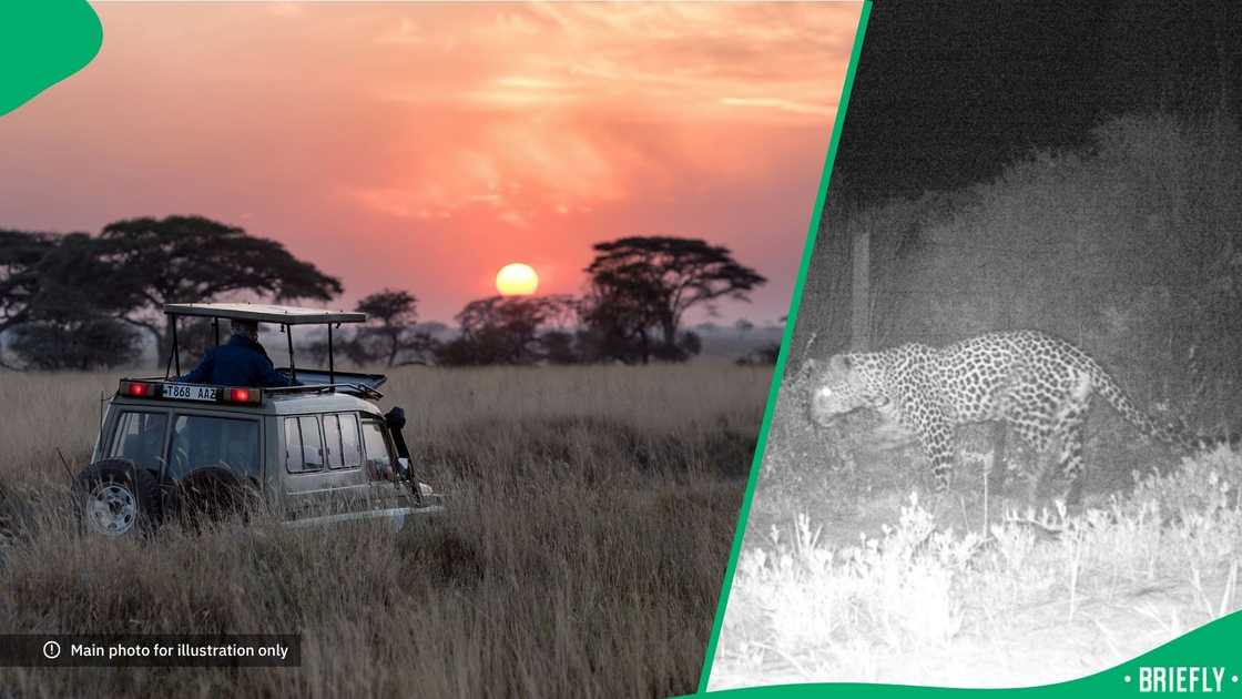 A leopard visited for the first time in 170 years at West. A leopard visited for the first time in 170 years at West.